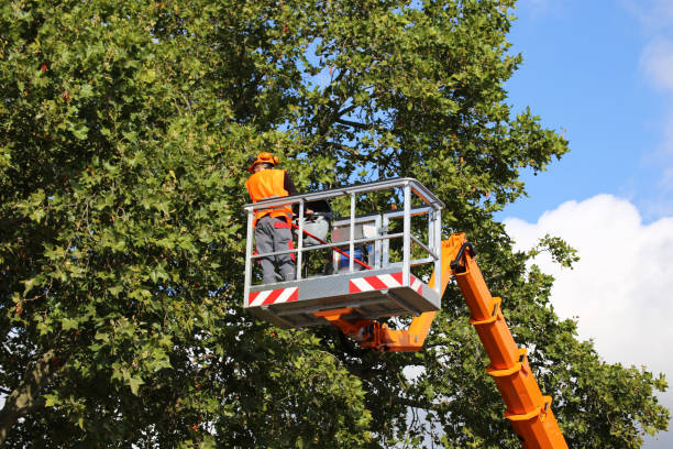 Best Palm Tree Trimming  in Crane, TX